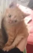 Chica