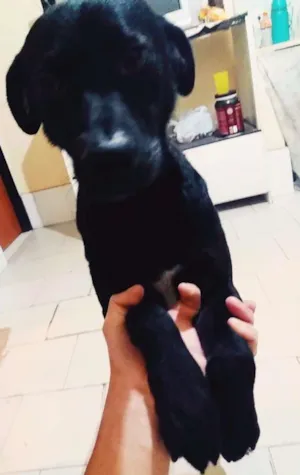 Cachorro raça Tomba lata idade 1 ano nome Bob