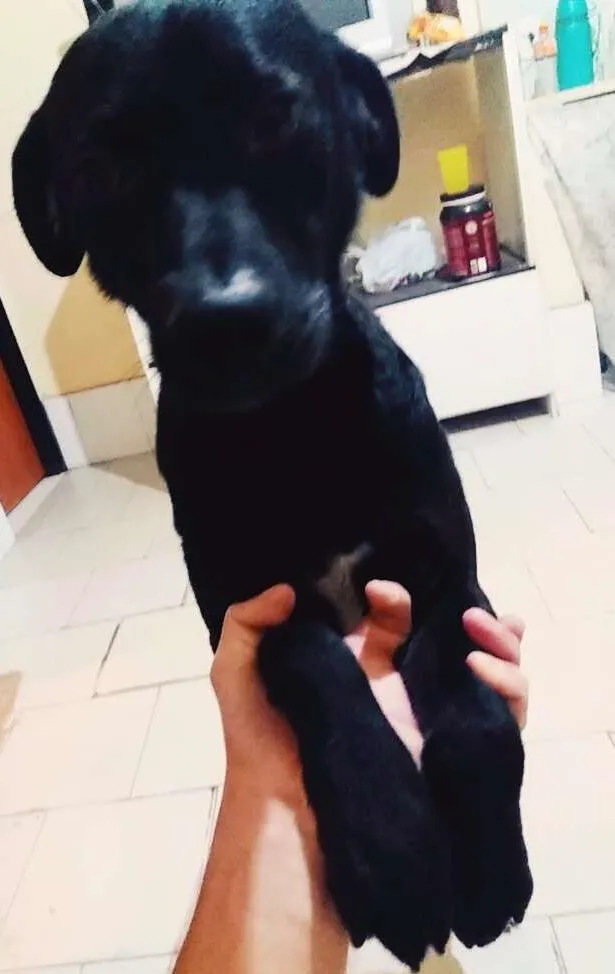 Cachorro ra a Tomba lata idade 1 ano nome Bob