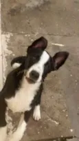 Scooby
