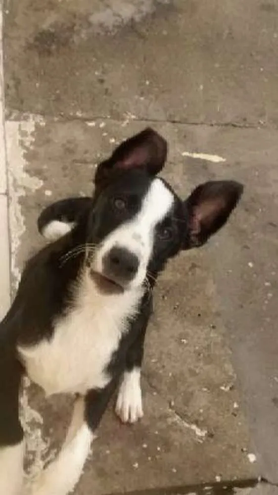 Gato ra a Sem raça  idade 7 a 11 meses nome Scooby