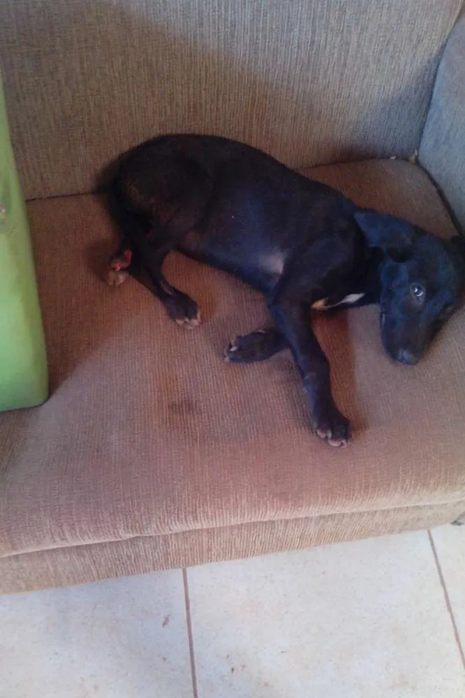 Cachorro ra a mistura com labrador idade  nome princesa