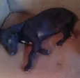 princesa