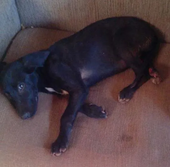 Cachorro ra a mistura com labrador idade  nome princesa