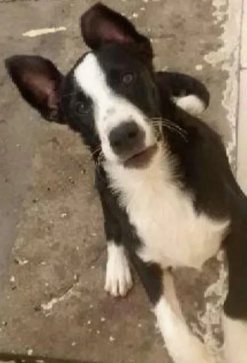 Gato ra a Sem raça  idade 7 a 11 meses nome Scooby
