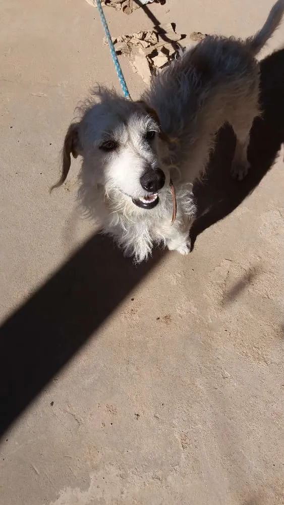 Cachorro raça Mestiço com poodle  idade 2 anos nome Maylon