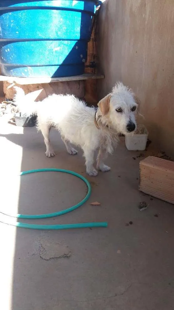 Cachorro raça Mestiço com poodle  idade 2 anos nome Maylon