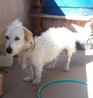 Cachorro raça Mestiço com poodle  idade 2 anos nome Maylon