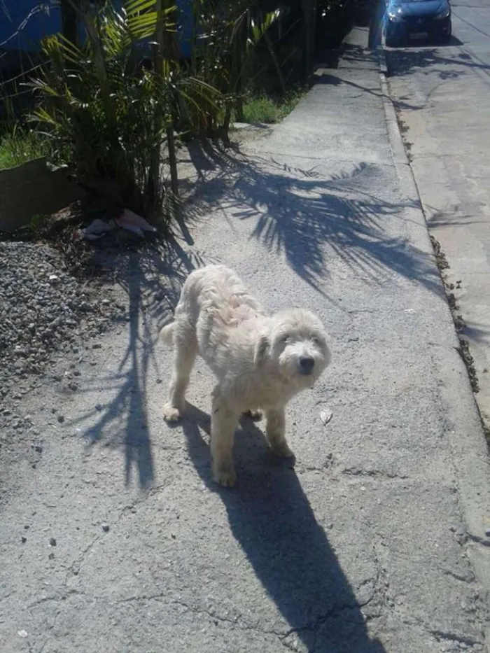 Cachorro ra a Poodle idade 1 ano nome ursula