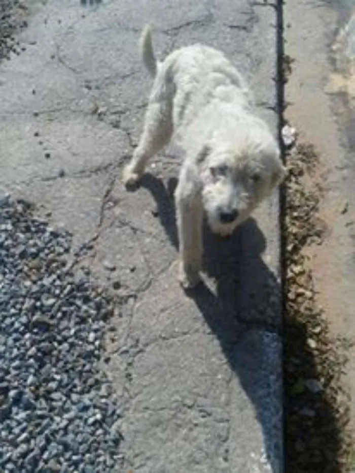 Cachorro ra a Poodle idade 1 ano nome ursula