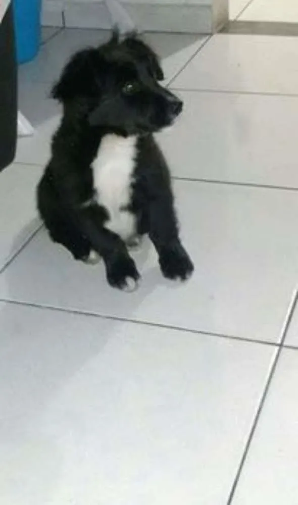 Cachorro ra a srd idade 2 a 6 meses nome kowu