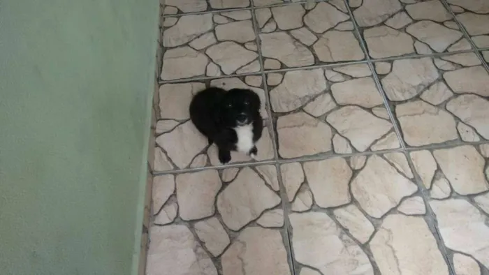 Cachorro ra a srd idade 2 a 6 meses nome kowu