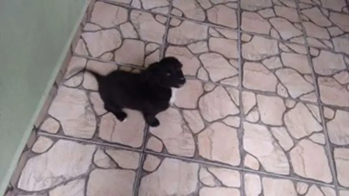 Cachorro ra a srd idade 2 a 6 meses nome kowu