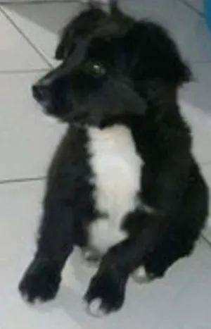Cachorro raça srd idade 2 a 6 meses nome kowu