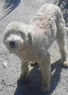Cachorro raça Poodle idade 1 ano nome ursula