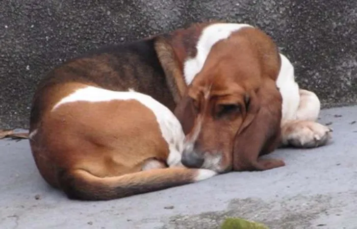 Cachorro ra a Basset Hound idade 5 anos nome Adam