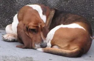 Cachorro raça Basset Hound idade 5 anos nome Adam