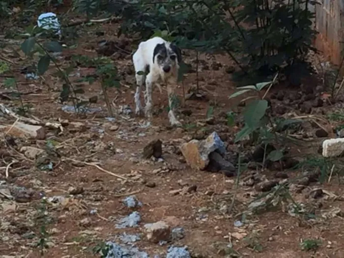 Cachorro raça Srd idade 3 anos nome Menininha 