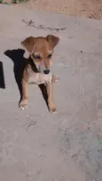 Mocinha