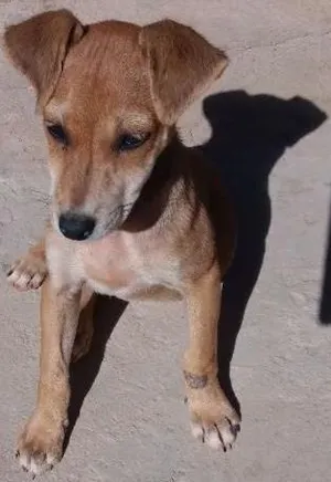 Cachorro raça Sem raça  idade 2 a 6 meses nome Mocinha