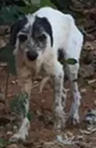 Cachorro raça Srd idade 3 anos nome Menininha 