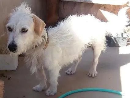 Cachorro raça Mestiço com poodle  idade 2 anos nome Maylon