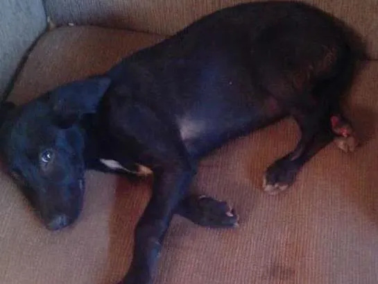 Cachorro ra a mistura com labrador idade  nome princesa