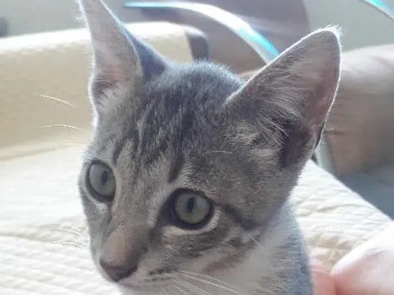 Gato raça siamês  idade 2 a 6 meses nome sem nome