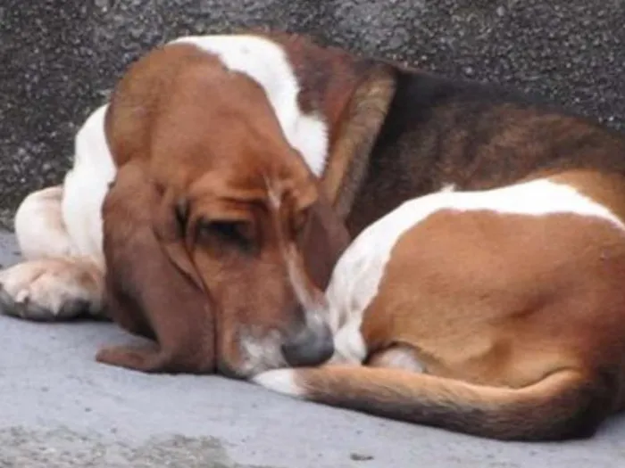 Cachorro ra a Basset Hound idade 5 anos nome Adam
