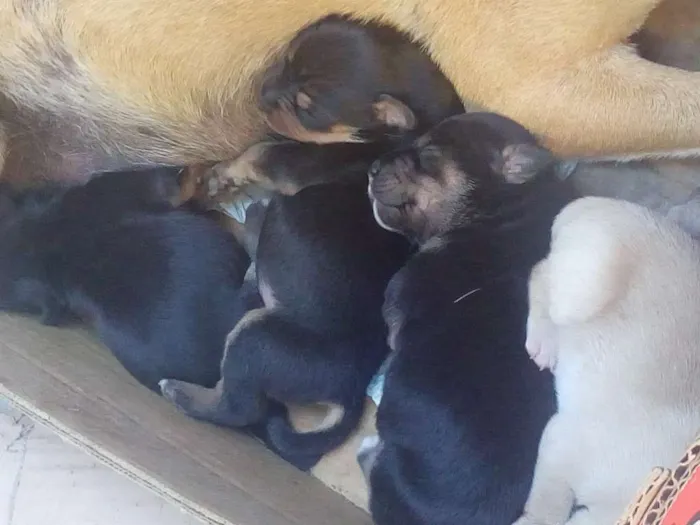 Cachorro ra a vira lata idade Abaixo de 2 meses nome são filhotes