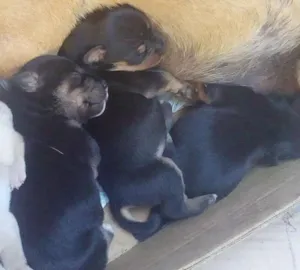 Cachorro raça vira lata idade Abaixo de 2 meses nome são filhotes