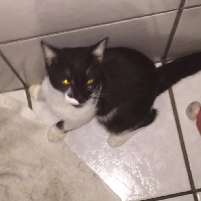 Gato raça  idade 7 a 11 meses nome Baco
