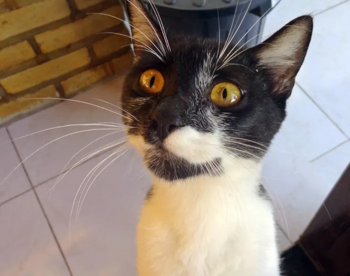 Gato raça  idade 7 a 11 meses nome Baco