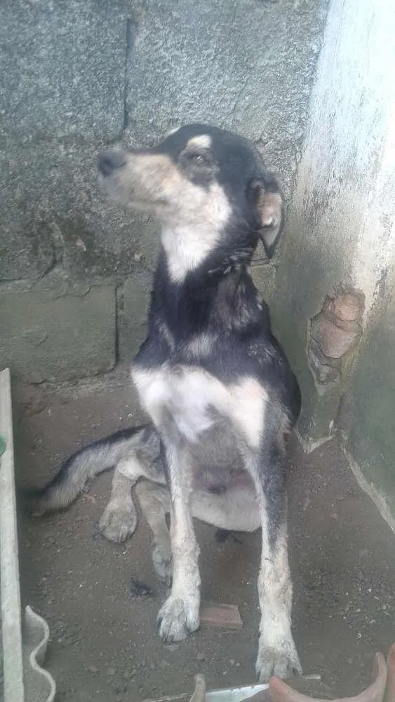 Cachorro ra a Srd idade 7 a 11 meses nome Tigrão