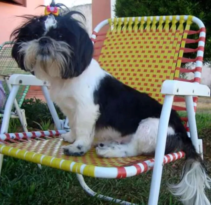 Cachorro ra a Shih-tzu idade 6 ou mais anos nome Ranna