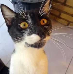 Gato raça  idade 7 a 11 meses nome Baco