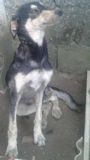 Cachorro raça Srd idade 7 a 11 meses nome Tigrão