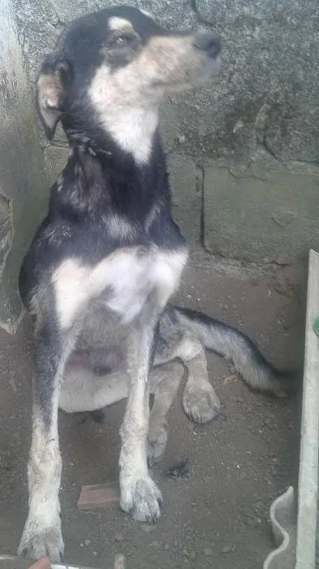 Cachorro ra a Srd idade 7 a 11 meses nome Tigrão