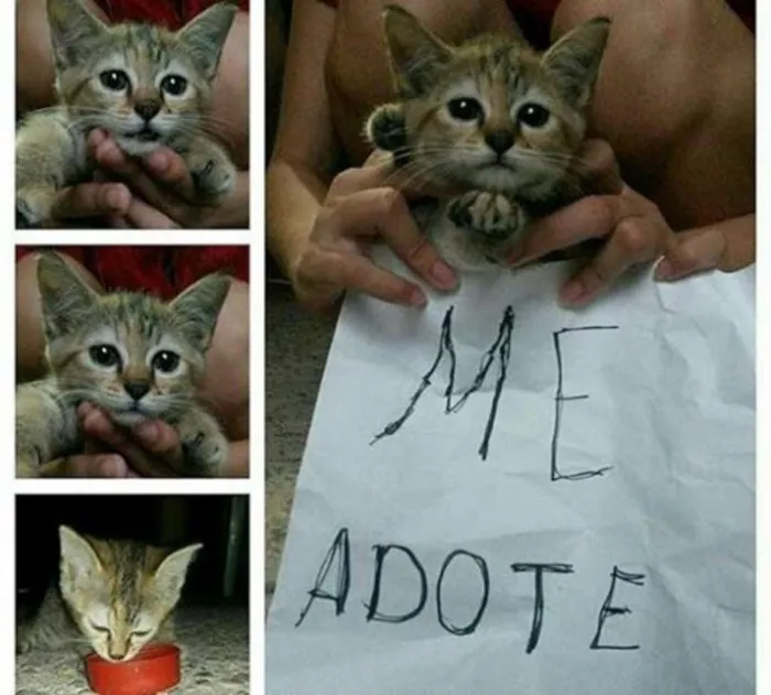 Gato ra a Não sei idade 2 a 6 meses nome Caitlin