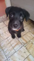 Loki