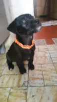 Loki