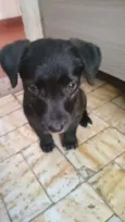 Loki