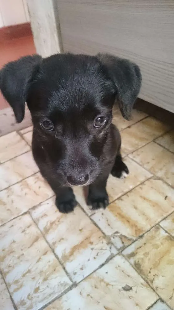 Cachorro ra a Vira lata idade 2 a 6 meses nome Loki