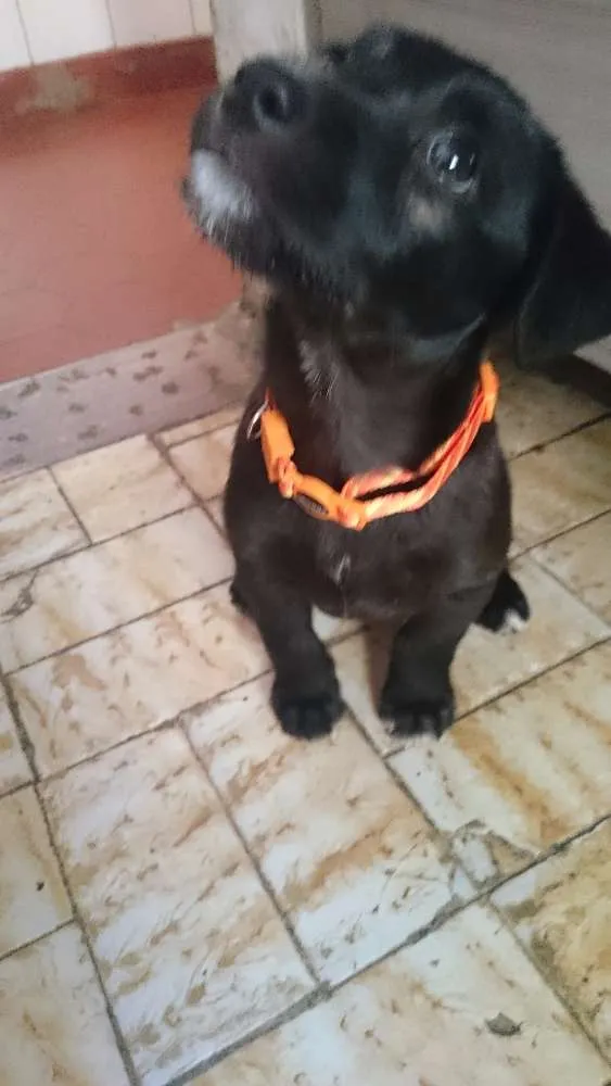 Cachorro ra a Vira lata idade 2 a 6 meses nome Loki