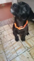 Loki