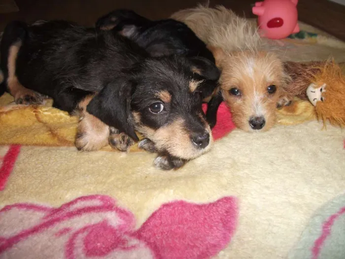 Cachorro ra a Mista idade 7 a 11 meses nome Toby