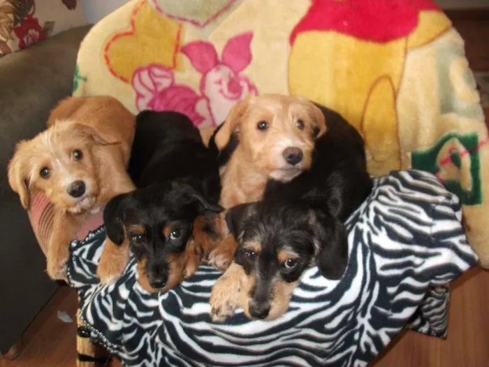 Cachorro ra a Mista idade 7 a 11 meses nome Toby