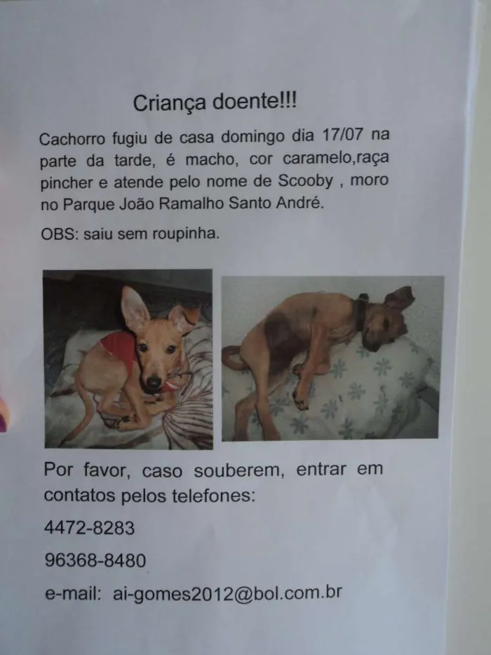 Cachorro ra a Pinscher idade 7 a 11 meses nome sccoby