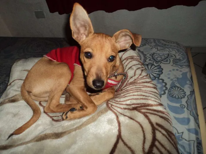 Cachorro ra a Pinscher idade 7 a 11 meses nome sccoby
