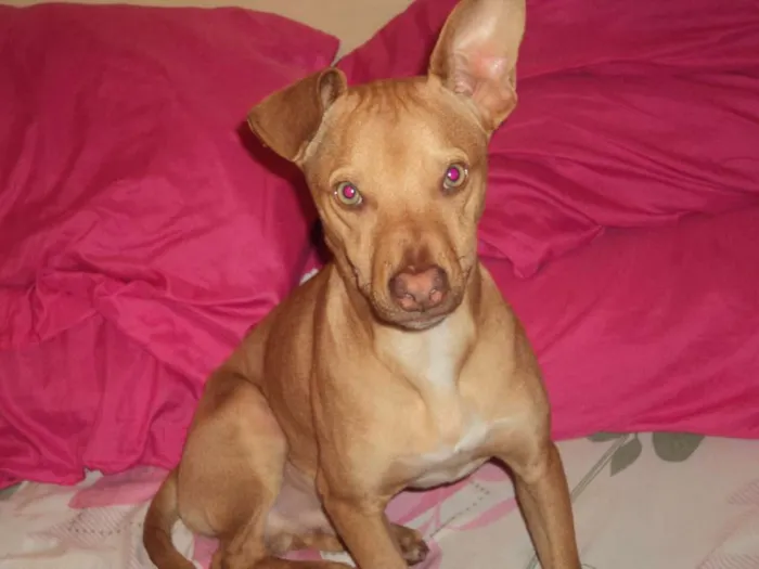 Cachorro ra a mestiço labrador idade 7 a 11 meses nome SEM NOME